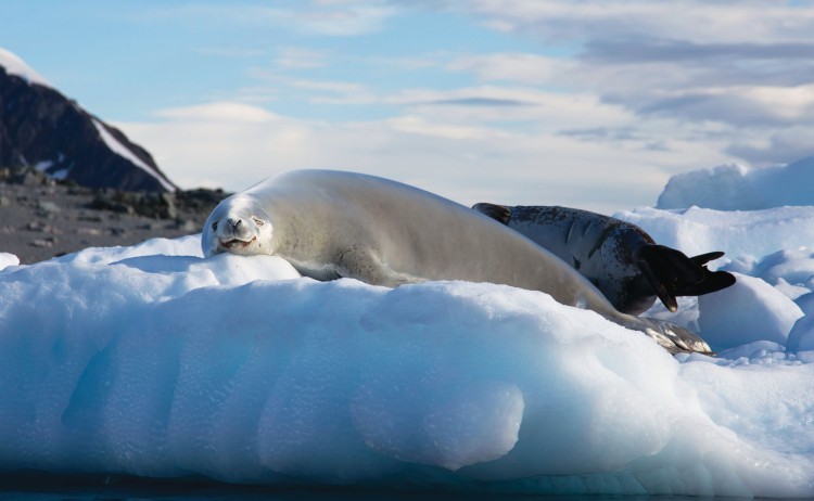 Seals Antarctica Aurora