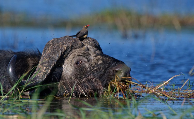 chobe river small