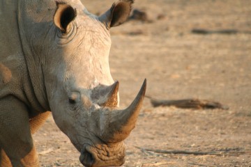 Etosha to Victoria Falls Adventure: Small Group