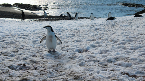 Chinstrap Penguin in the Antarctica