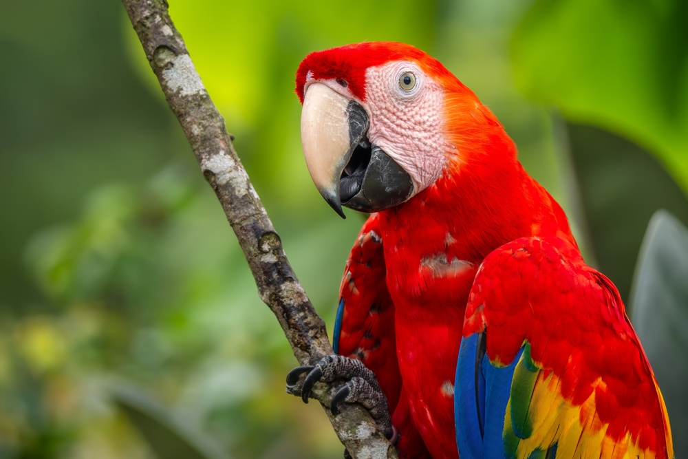 Close-up of a scarlet macaw with red, blue, and green feathers, seen during birdwatching on the Magdalena River in Colombia.