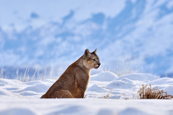Torres del Paine in winter a veritable snowy wonderland