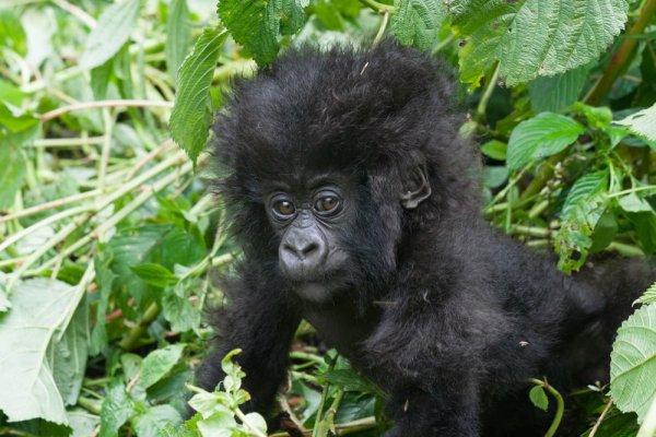 A baby mountain gorilla in the Volcanoes National Park Rwanda