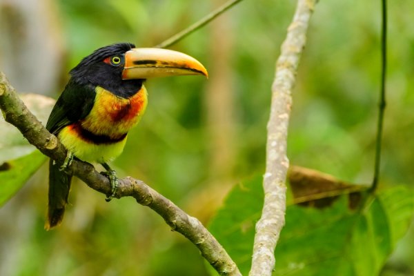 A collared aracari in Ecuador A collared aracari Ecuador