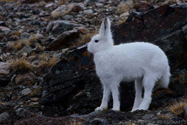 Arctic Hare Arctic Hare OW
