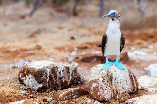 Blue footed Boobie, Galapagos