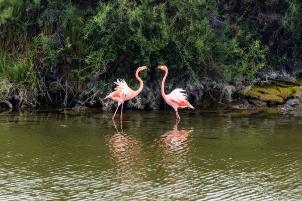 Wildlife watching in the Galapagos archipelago