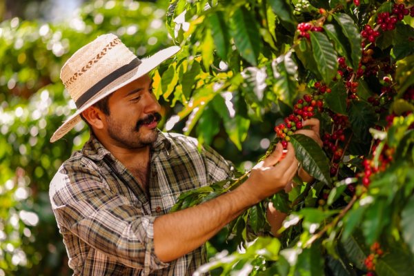 Farmer working in a coffee field
