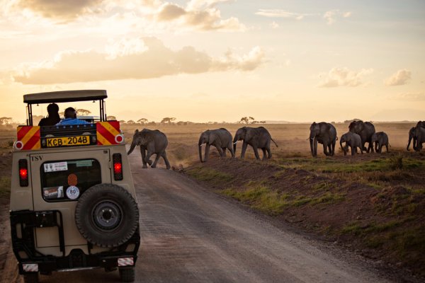 Herd of Elephants crossing in Amboseli Kenya.