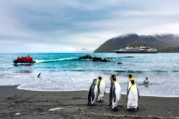 King Penguins on the Falkland Islands King Penguins on the Falkland Islands