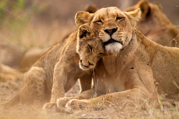 Lioness and cub in the Kruger NP South Africa