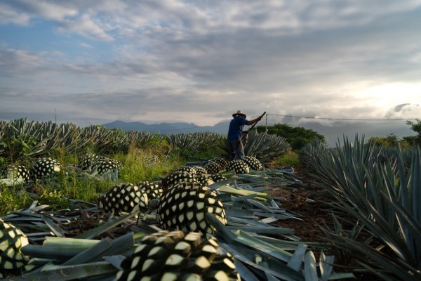 Mexico City farmer is cutting several agave plants