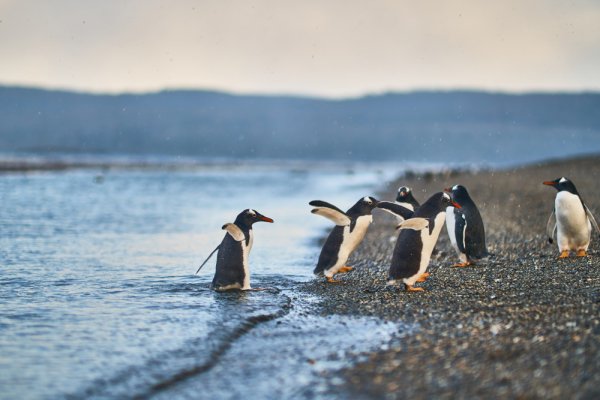 Penguin colony in Ushuaia