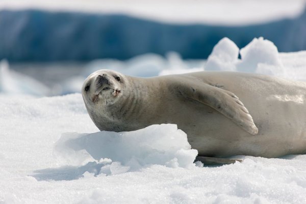 Expeditions in Antarctica, Seals on iceberg Expeditions in Antarctica, Seals on iceberg