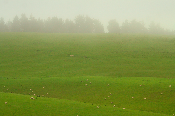 Southland Sheep Southland NZ