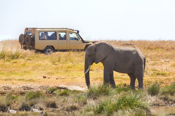 Tanzania safari African elephant grazing near safari vehicle.
