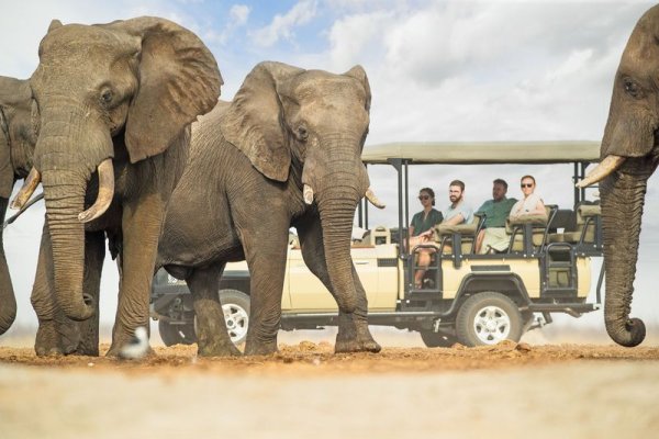 Tips for planning Savute region game drive