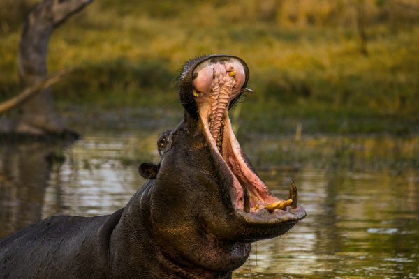 Visit Botswanas Okavango Delta and see hippos upclose