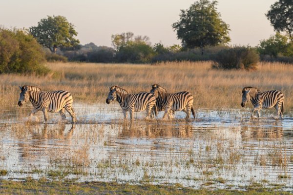 What to know before you go Zebras of Okavango Delta