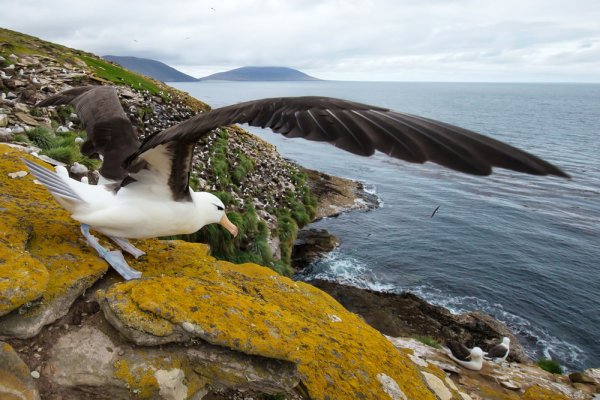best Antarctic ca cruise Black browed Albatross in Falkland Islands