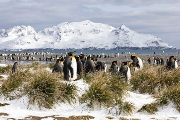 compare Antarctica cruises and visit the colony of King penguin in South Georgia
