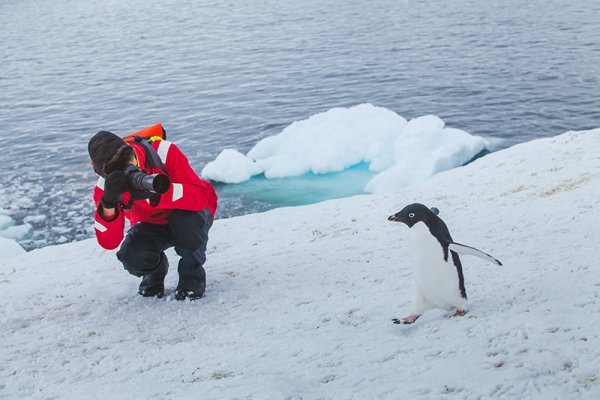 Photographing an Adelie Penguin in Antarctica Photographing penguins in Antarctica