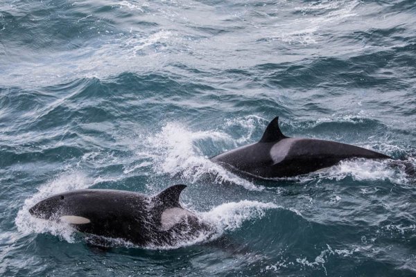 South Georgia's aquatic wildlife