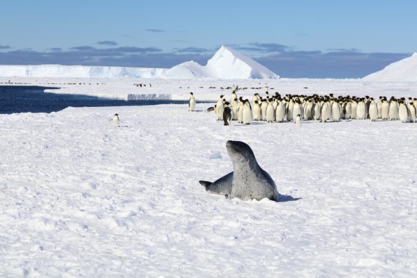 compare Antarctica cruises, leopard seal and emperor penguins
