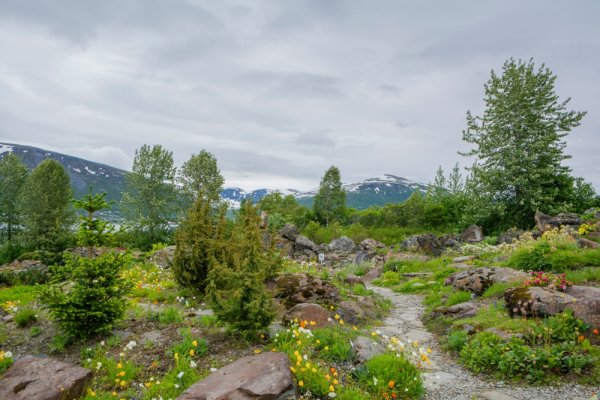 Stone path through trees and mountains near Tromso
