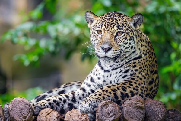 Jaguar in the Pantanal, Brazil