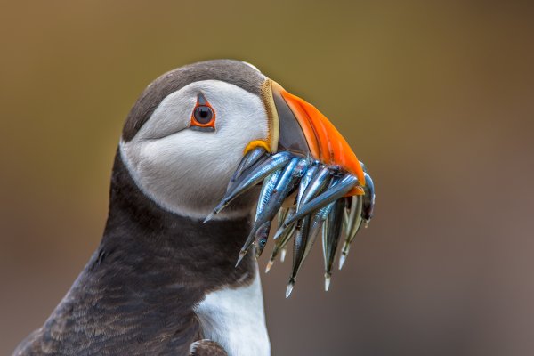 An Atlantic Puffin with a mouth full of fish