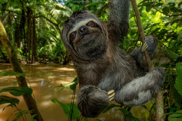 sloth near Napo lodge sloth napo lodge