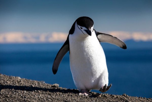 Chinstrap Penguin