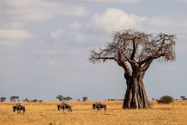 Iconic Baobab tree in Africa