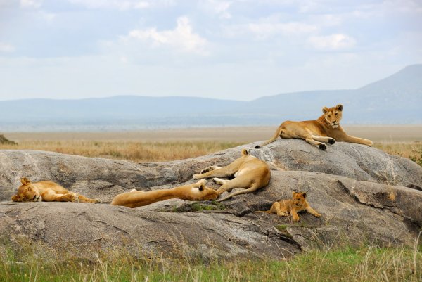 Lions having some rest South Africa.