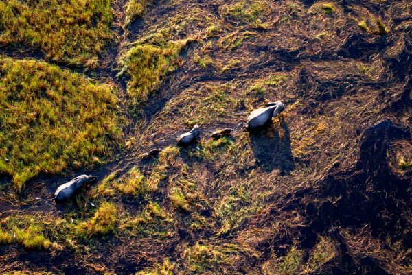 Visit Okavango Delta and explore wild in a canoe