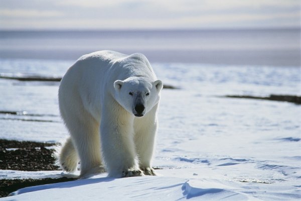 Polar bear in Greenland
