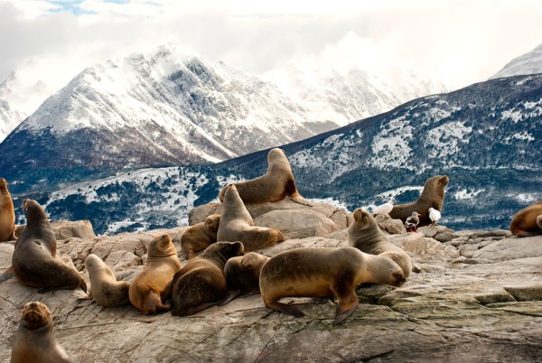 Sea lions in Patagonia