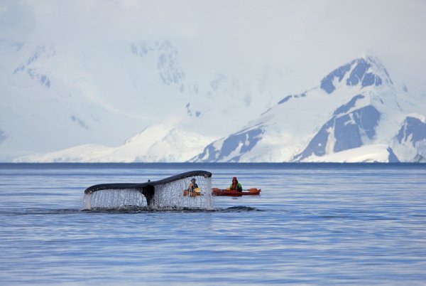 Peninsula wildlife, Antarctica