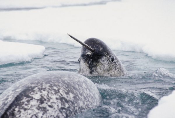 Narwhal Narwhal