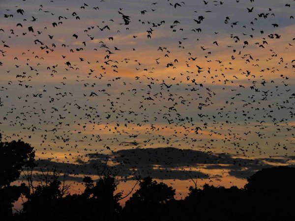 Animal migrations, kasanka Bat Safari
