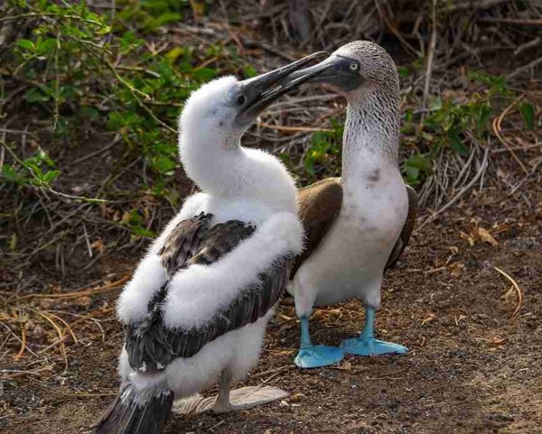 Galapagos Islands blue footed booby Galapagos Islands blue footed booby