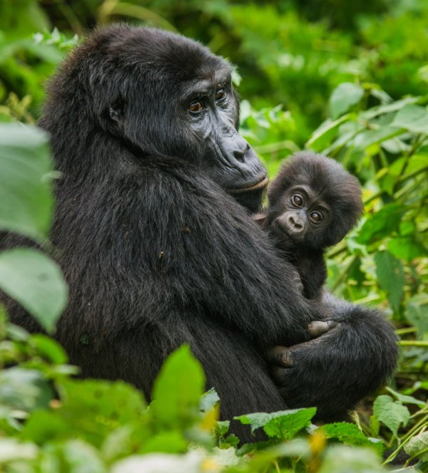 Gorilla trekking in Eastern Africa is not an experience you can plan at the last