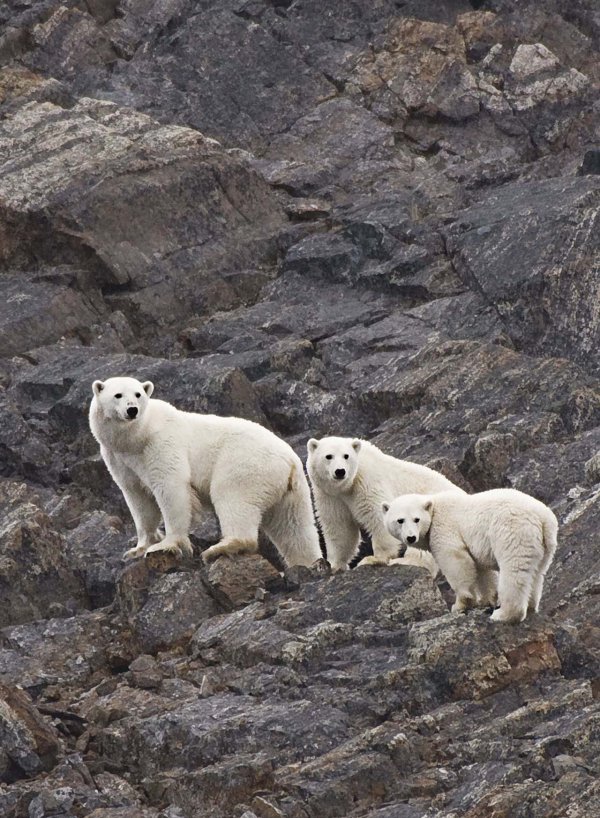 Polar Bear Polar Bear