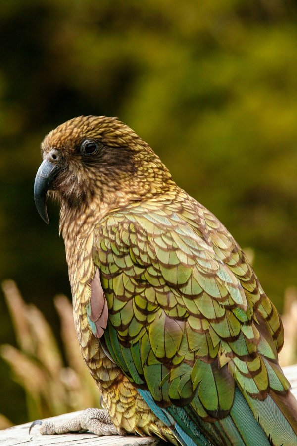 Kea in Fiordland kea bird NZ