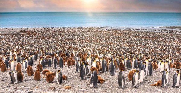 South Georgia's King Penguins