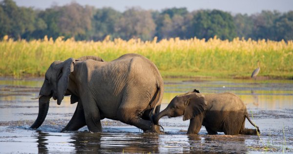 The Zambezi River feeds a vast area of protected wildlife reserve in both Zambia