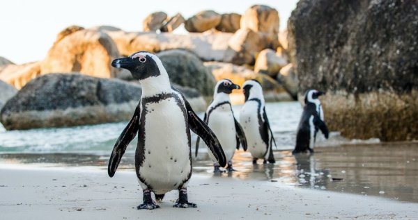 African penguin on a sandy beach