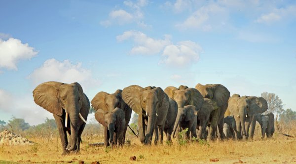 Large herd of elephants walking on the African Plains 