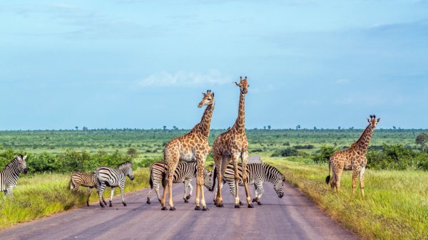 Giraffe and plains zebra in Kruger national park South Africa 1